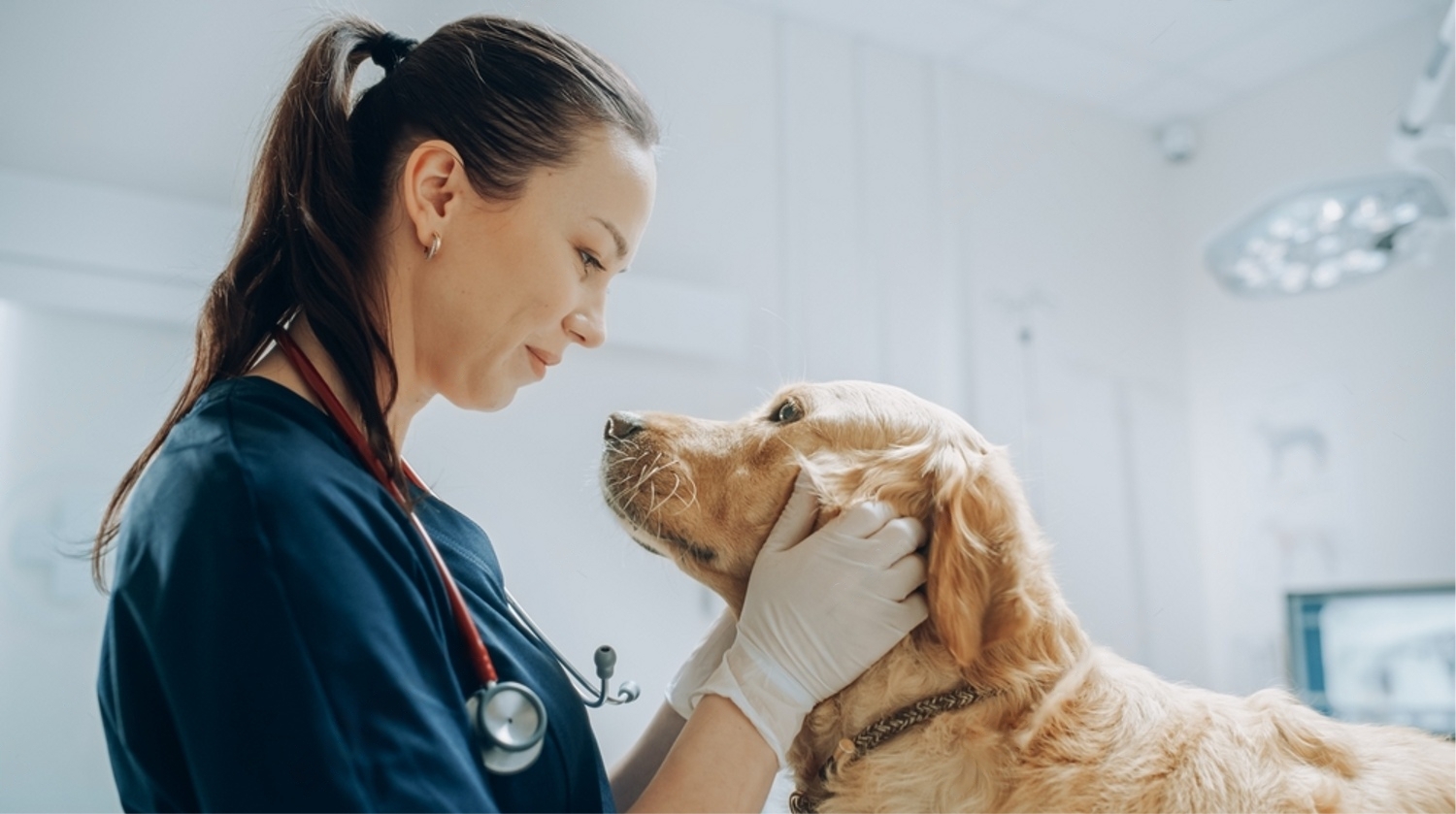 Veterinarian with dog